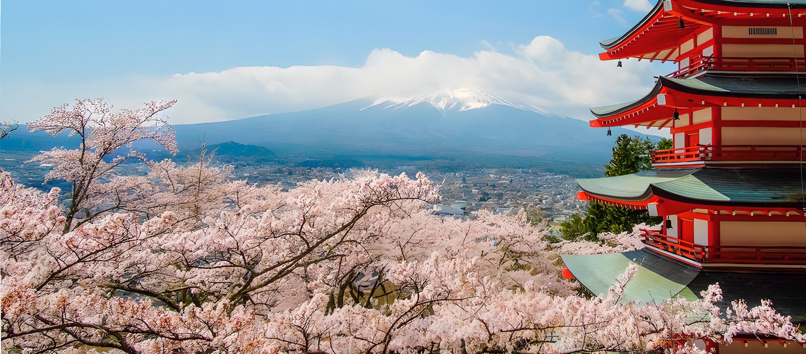 TPFR57773: Mont Fuji et cerisiers en fleurs