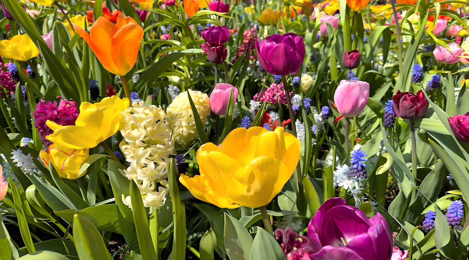 TPFR98690: : Jardin Coloré de Fleurs au Printemps