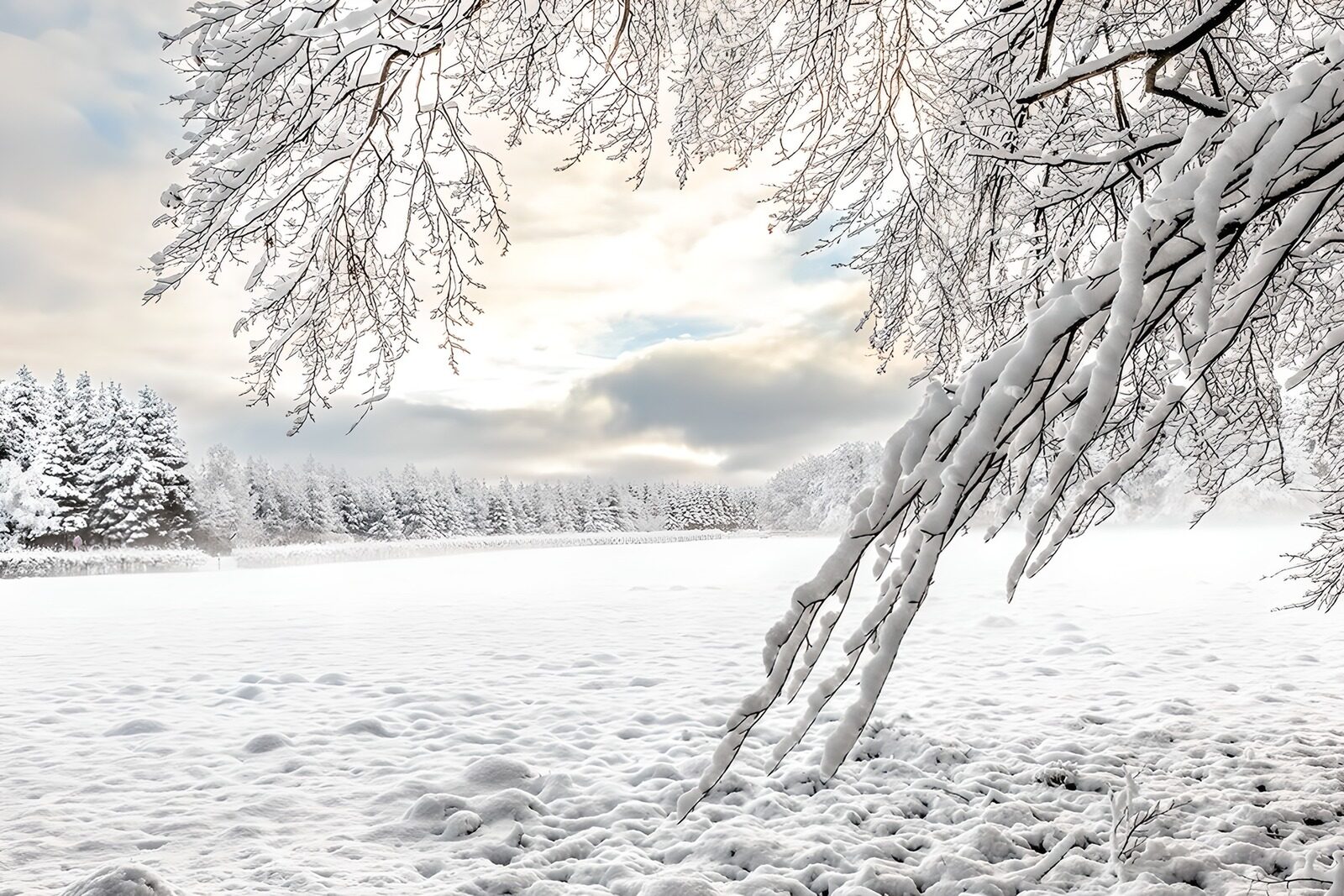 TPFR61959: Paysage d'hiver paisible