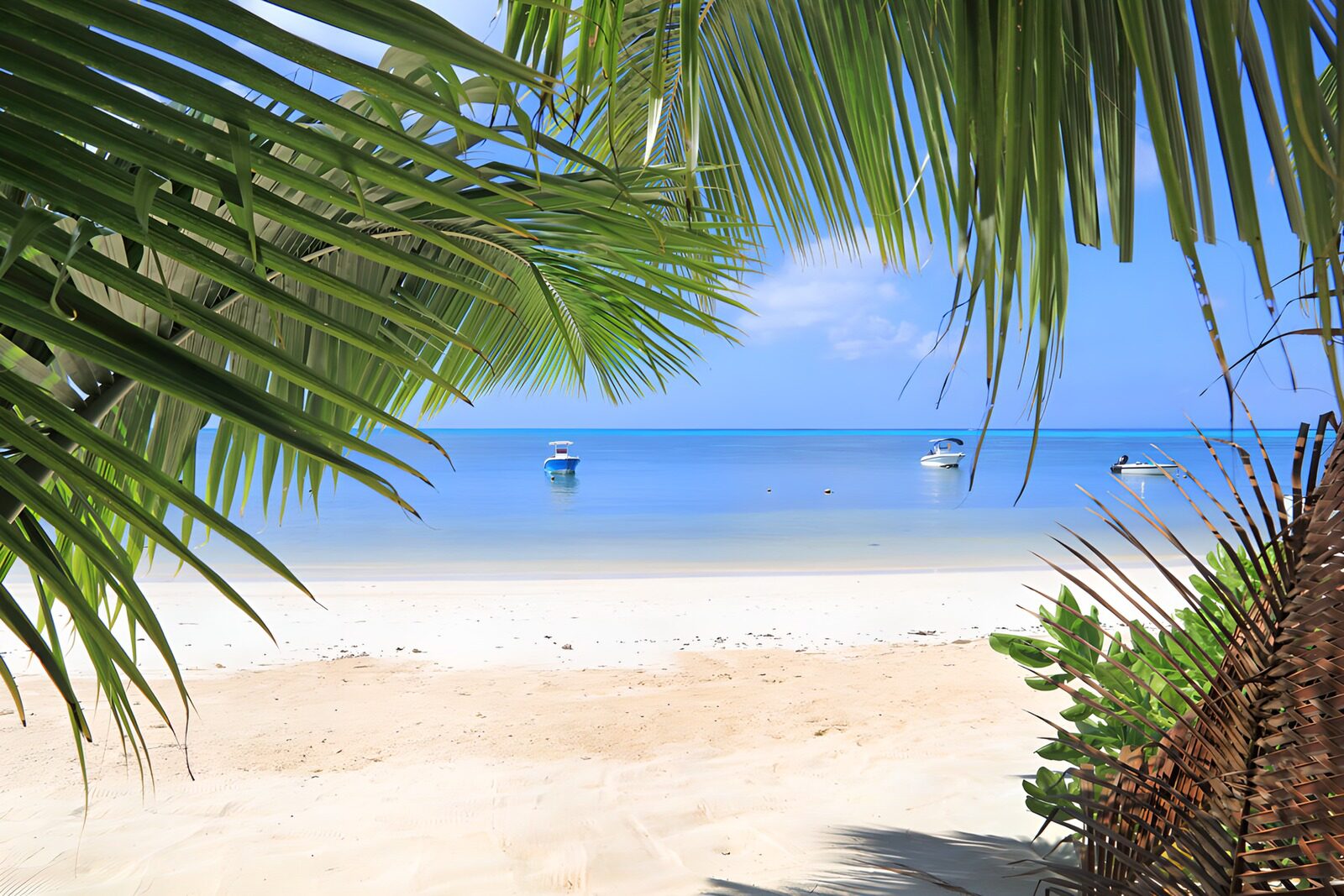 TPFR22625: Plage paisible sous les palmiers