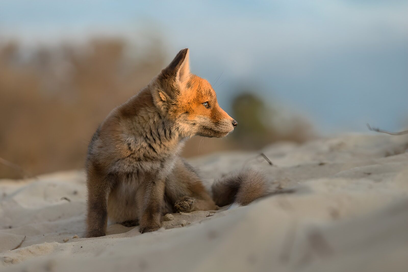 TPFR38178: Petit renard sur le sable doré