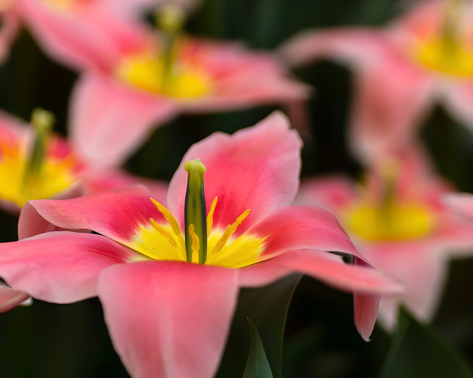 TPFR99277: Tulipes roses éclatantes au printemps