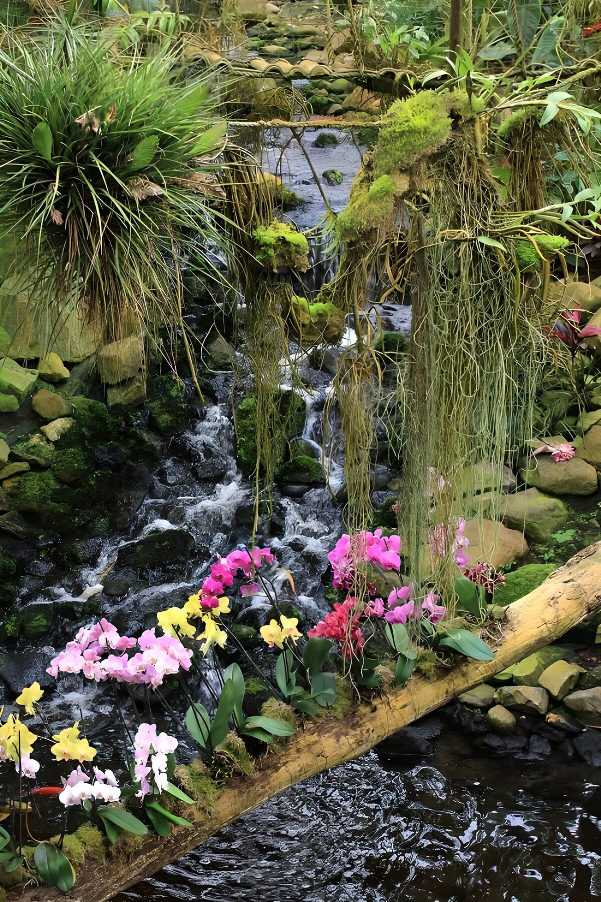 TPFR37415: Cascade enchantée avec des orchids