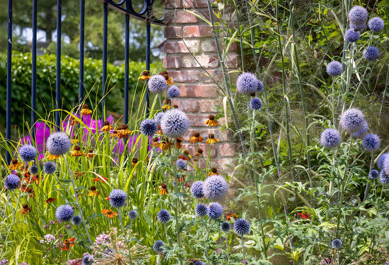 TPFR87482: Jardin fleuri en été
