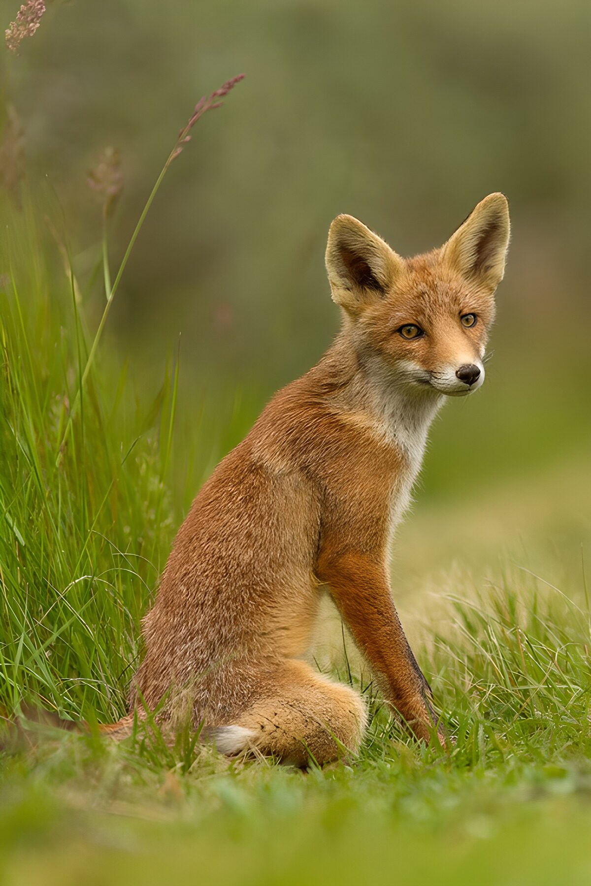 TPFR42694: Renard curieux dans la nature