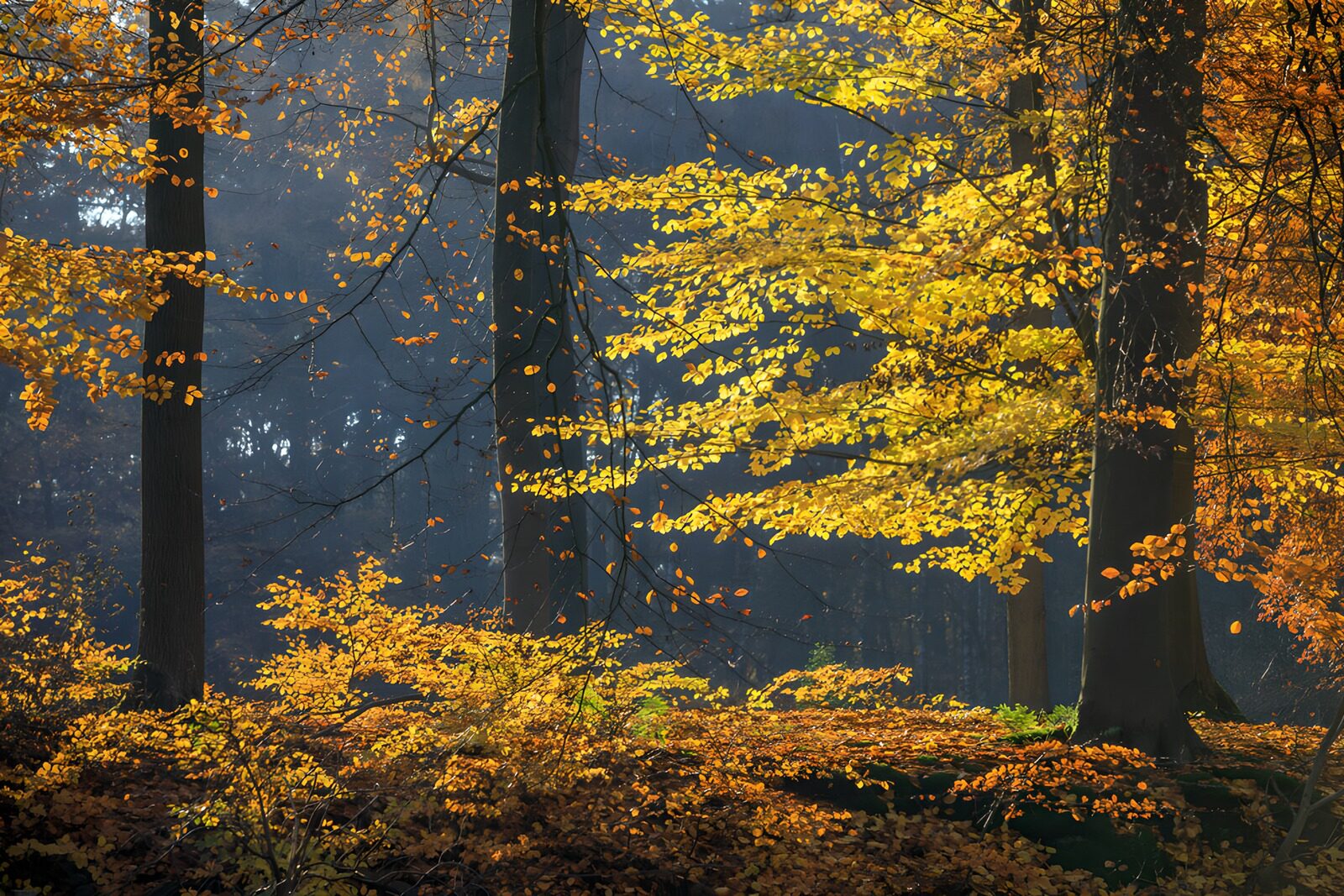 TPFR79490: Forêt dorée en automne