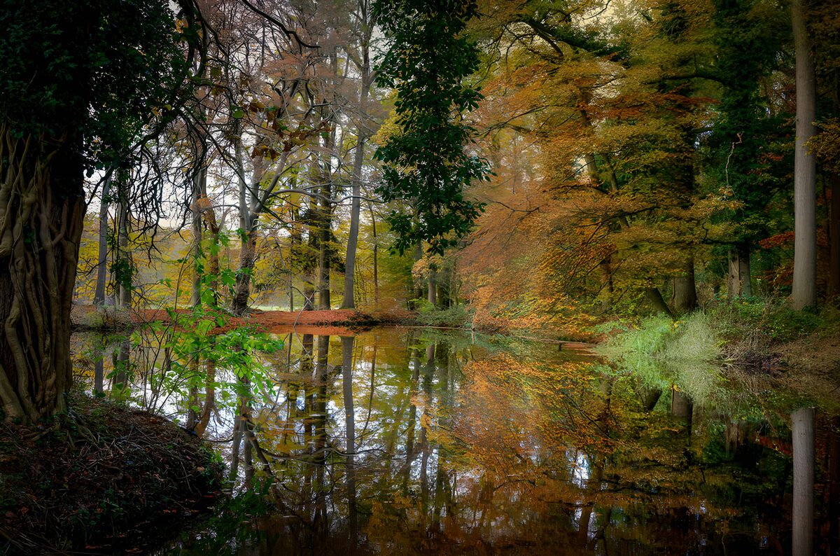 TPFR66416: Reflet paisible dans la forêt d'automne