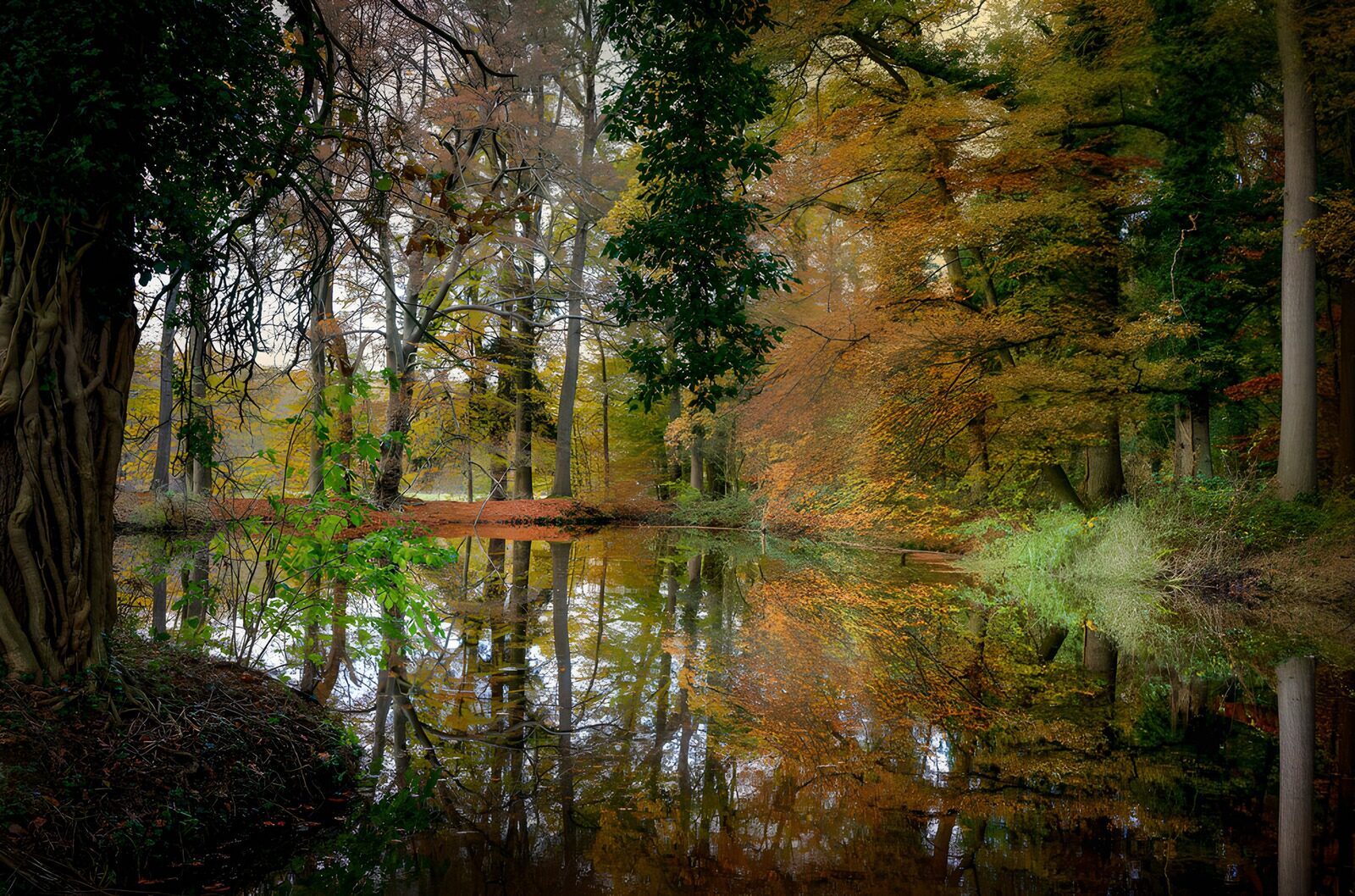 TPFR66416: Reflet paisible dans la forêt d'automne