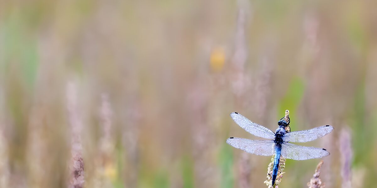 TPFR64422: Libellule en pleine nature