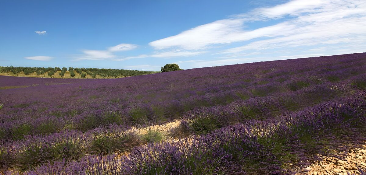 TPFR53213: Champs de lavande en Provence