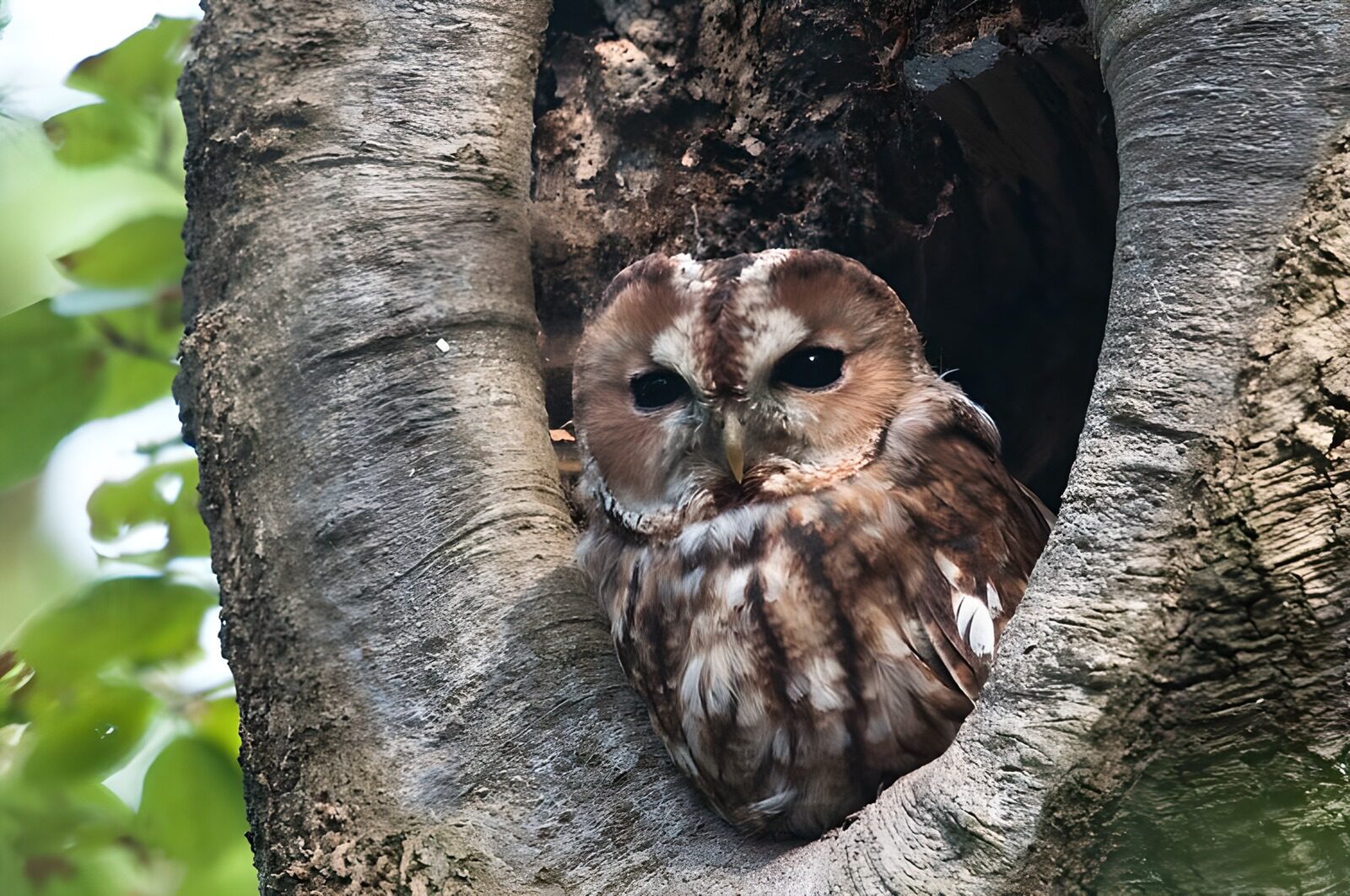 TPFR31831: Hibou dans un arbre creux