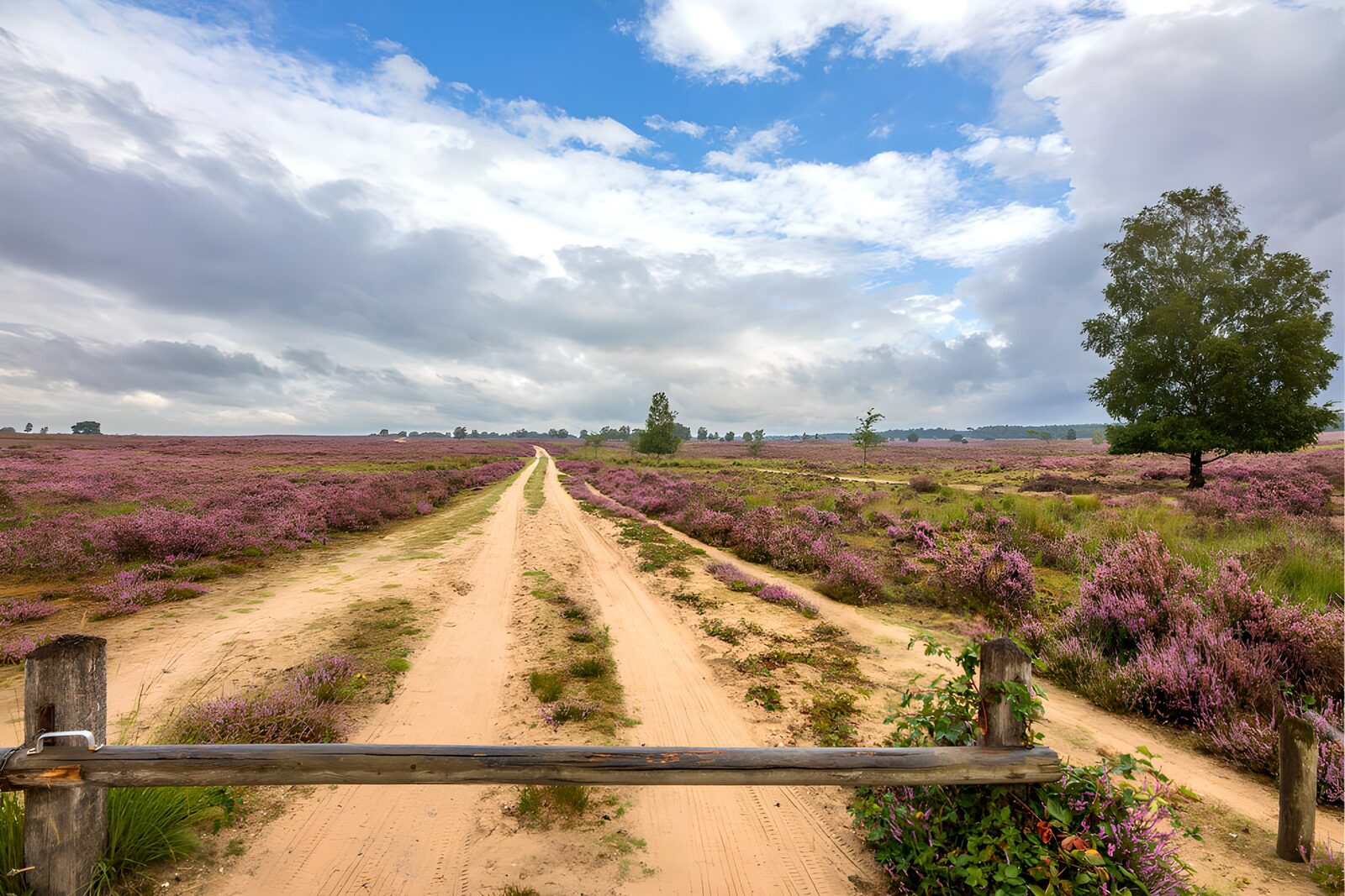TPFR75835: Chemin à travers la bruyère en fleurs