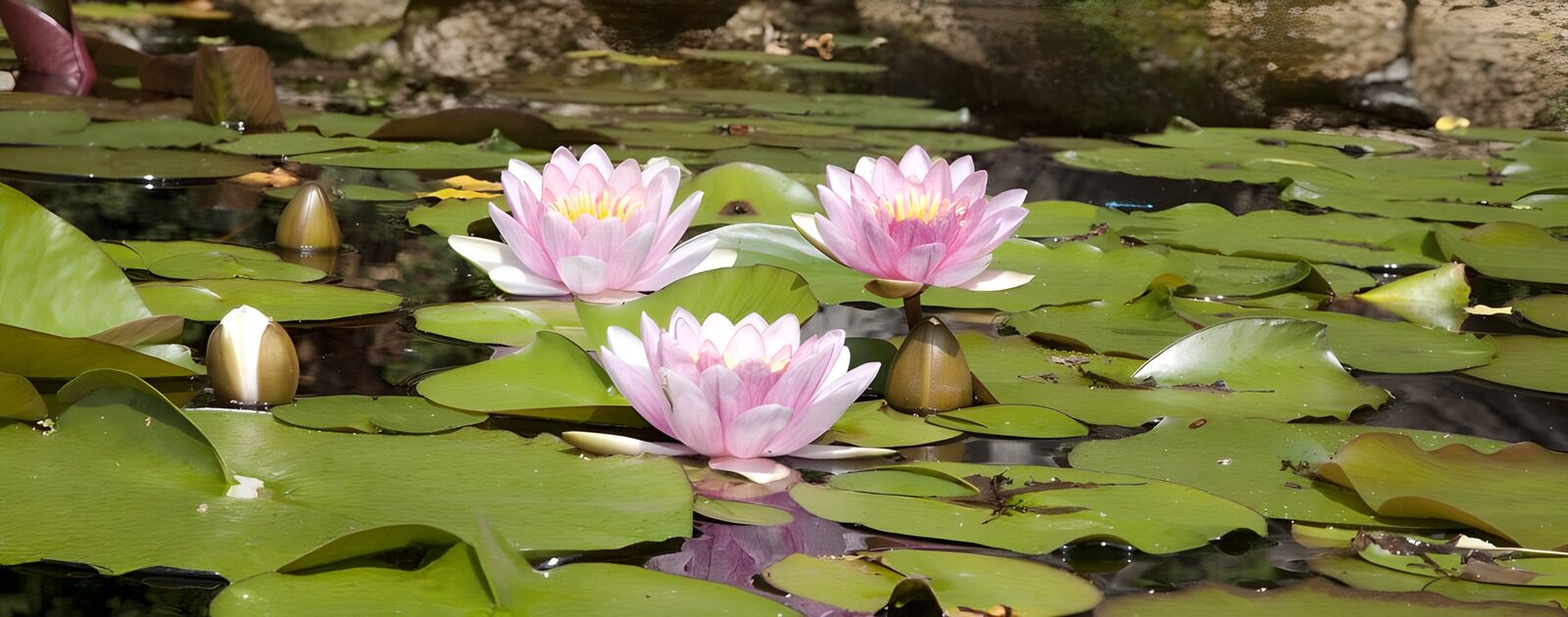 TPFR96623: Nénuphars en fleurs sur l'eau