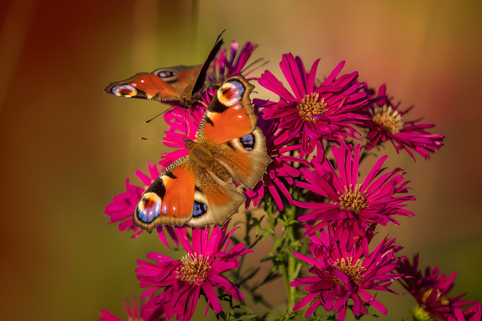 TPFR17391: Papillons sur les fleurs roses