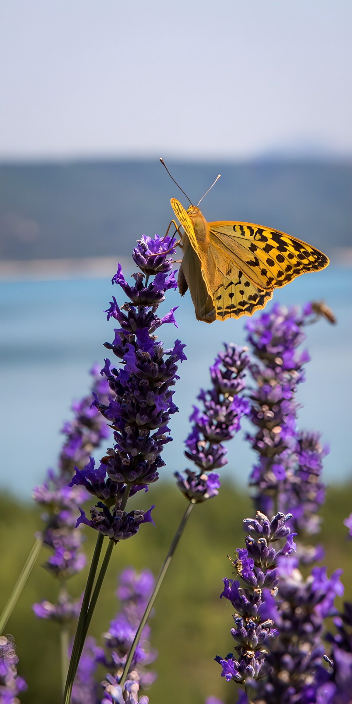 TPFR70263: Papillon sur les fleurs de lavande