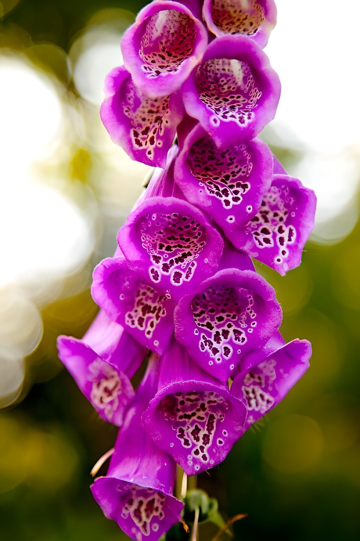 Fleurs violettes en cascade