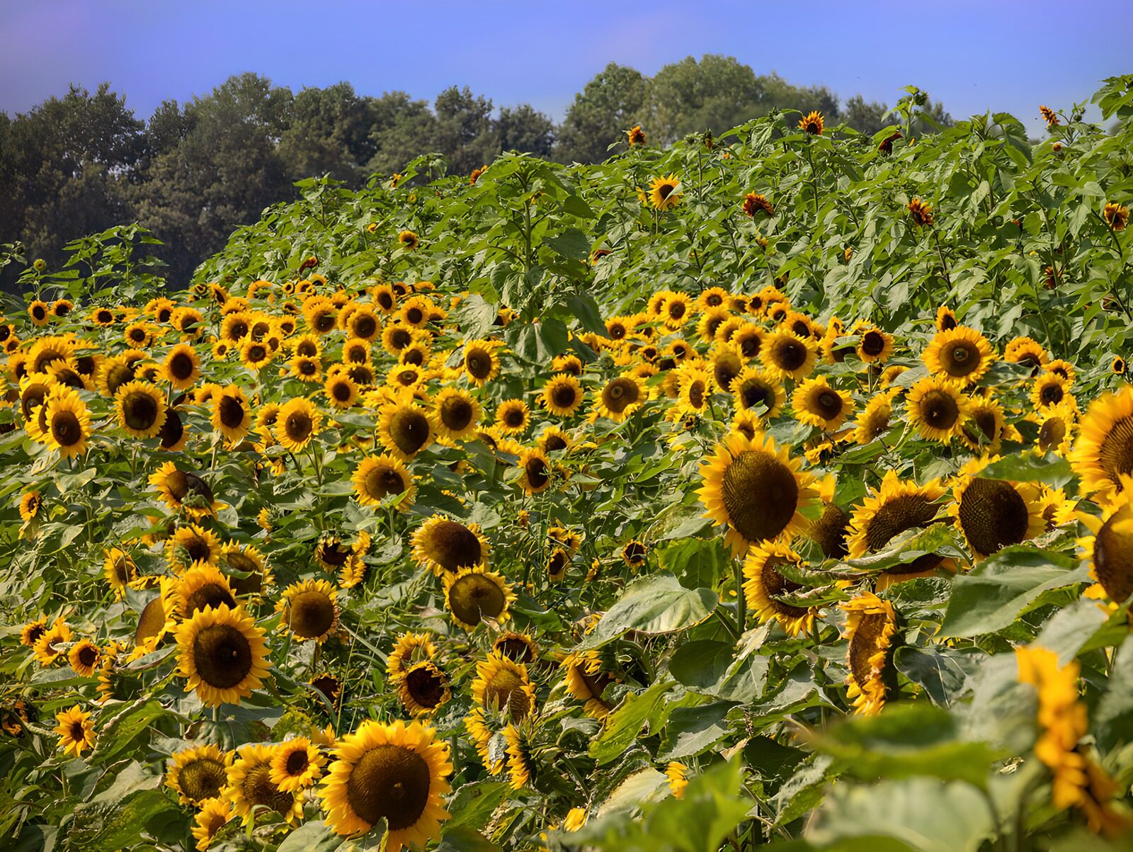 TPFR90743: Champs de tournesols en été