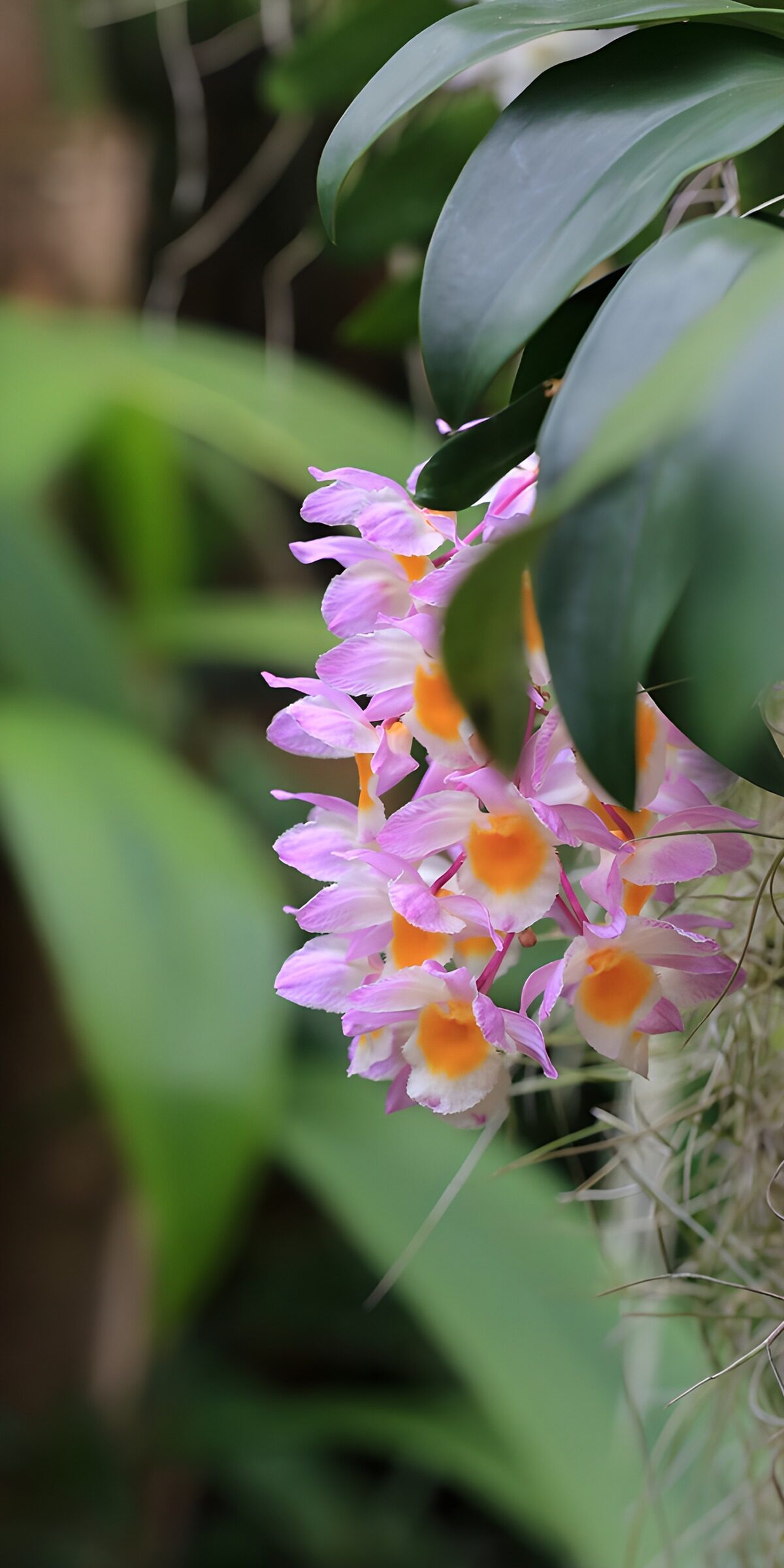 TPFR18121: Orchidées roses en pleine nature