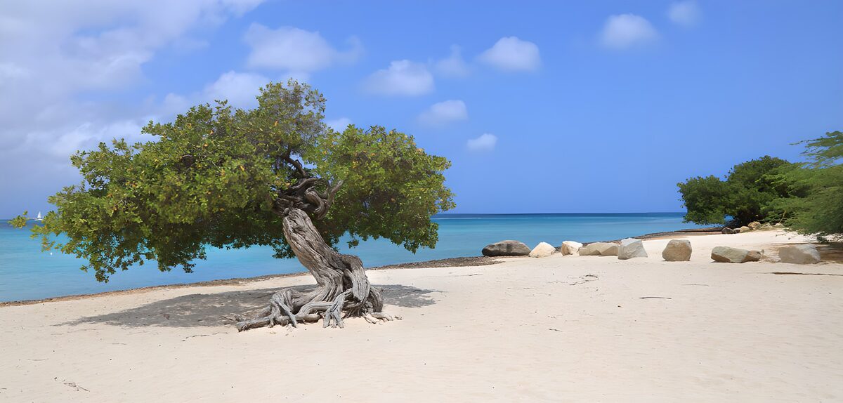 TPFR42477: Arbre solitaire sur la plage paisible