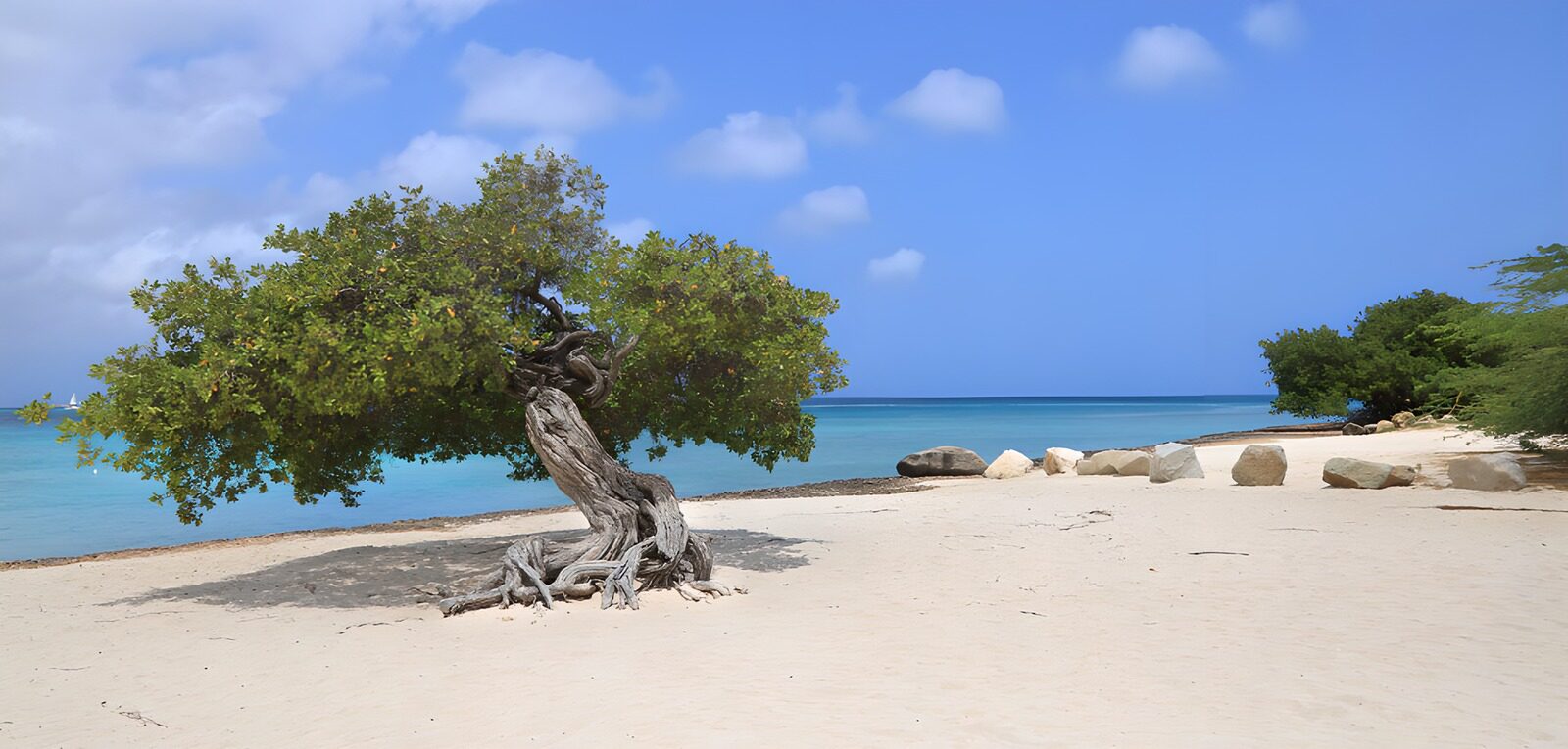TPFR42477: Arbre solitaire sur la plage paisible