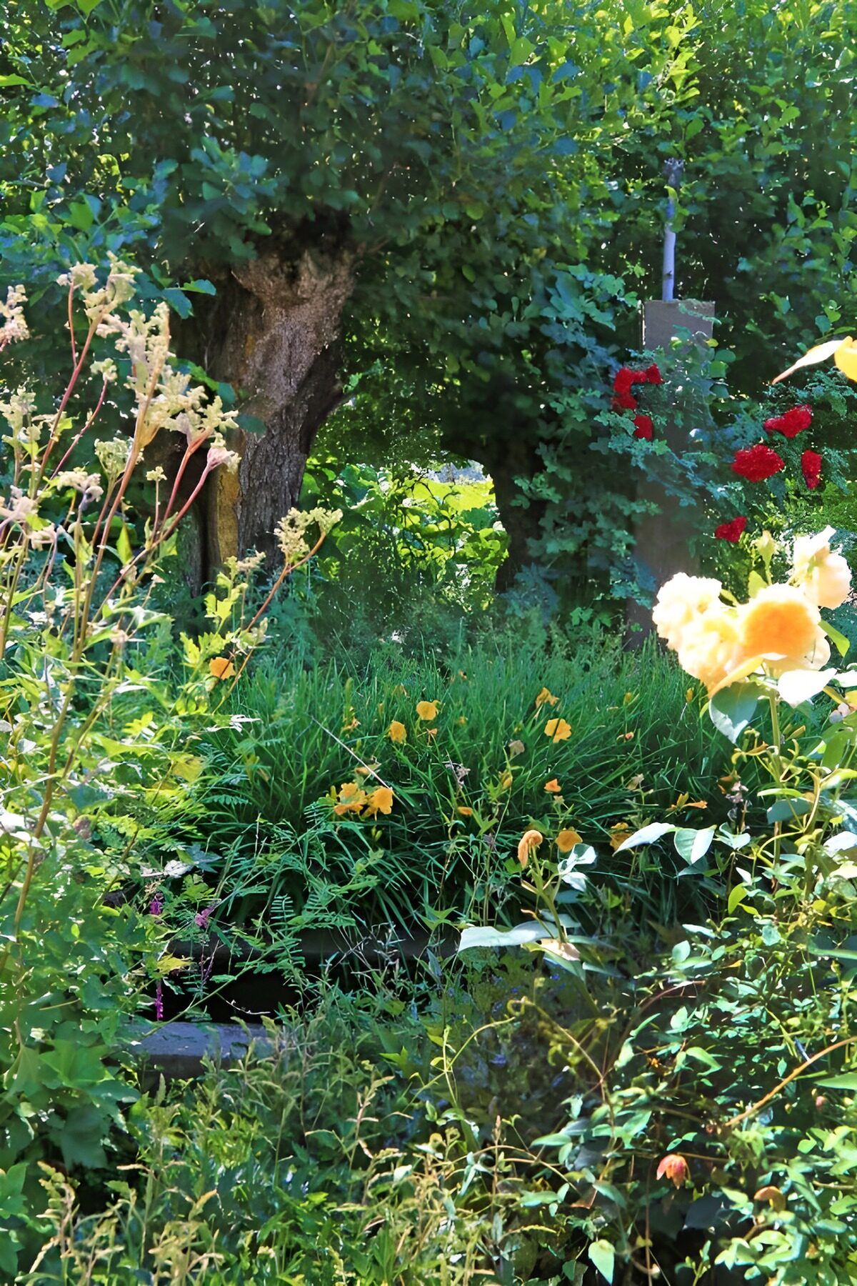 TPFR19021: Jardin secret en pleine floraison