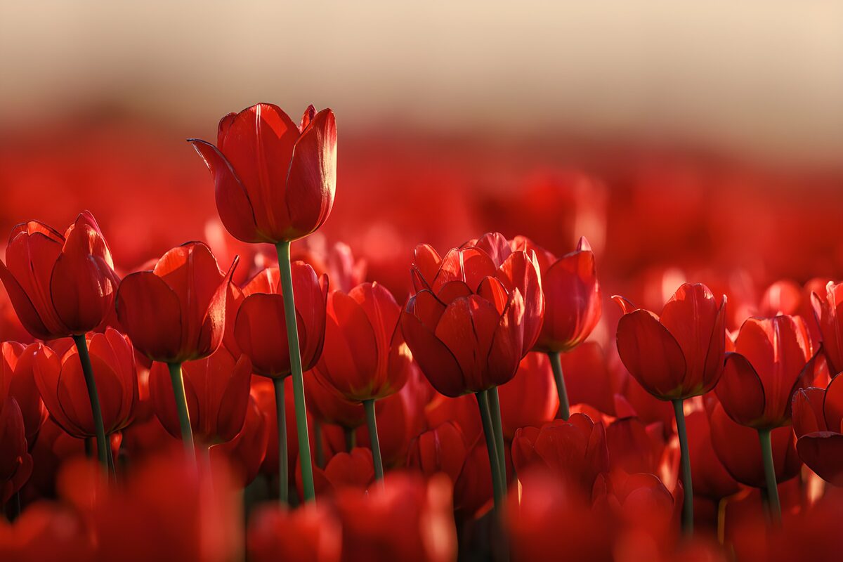 TPFR31336: : Champs de tulipes rouges au crépuscule
