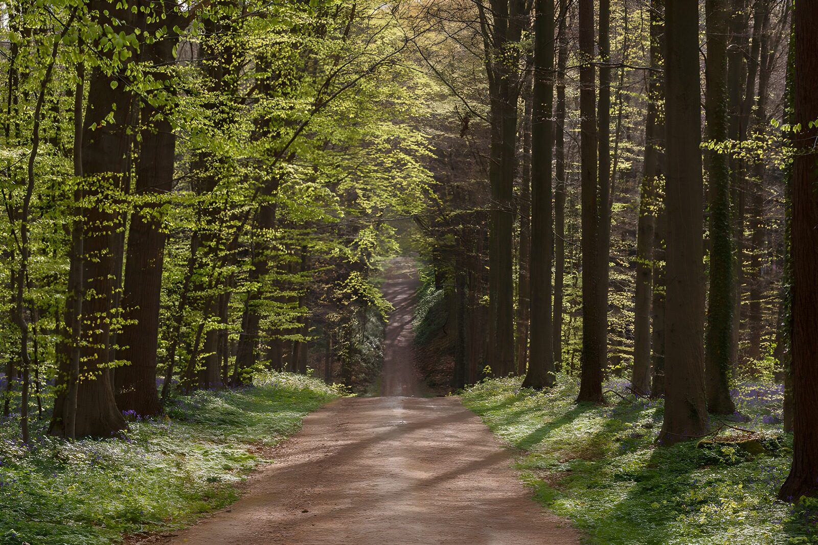 TPFR54432: Chemin tranquille à travers les arbres