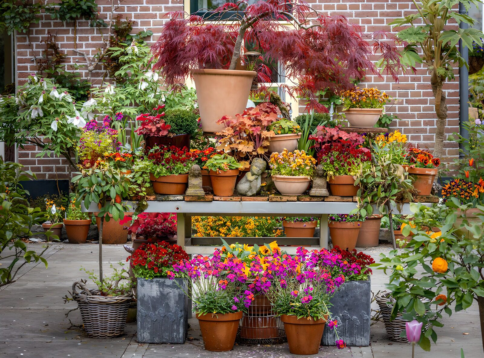 TPFR39802: Jardin florissant en pots