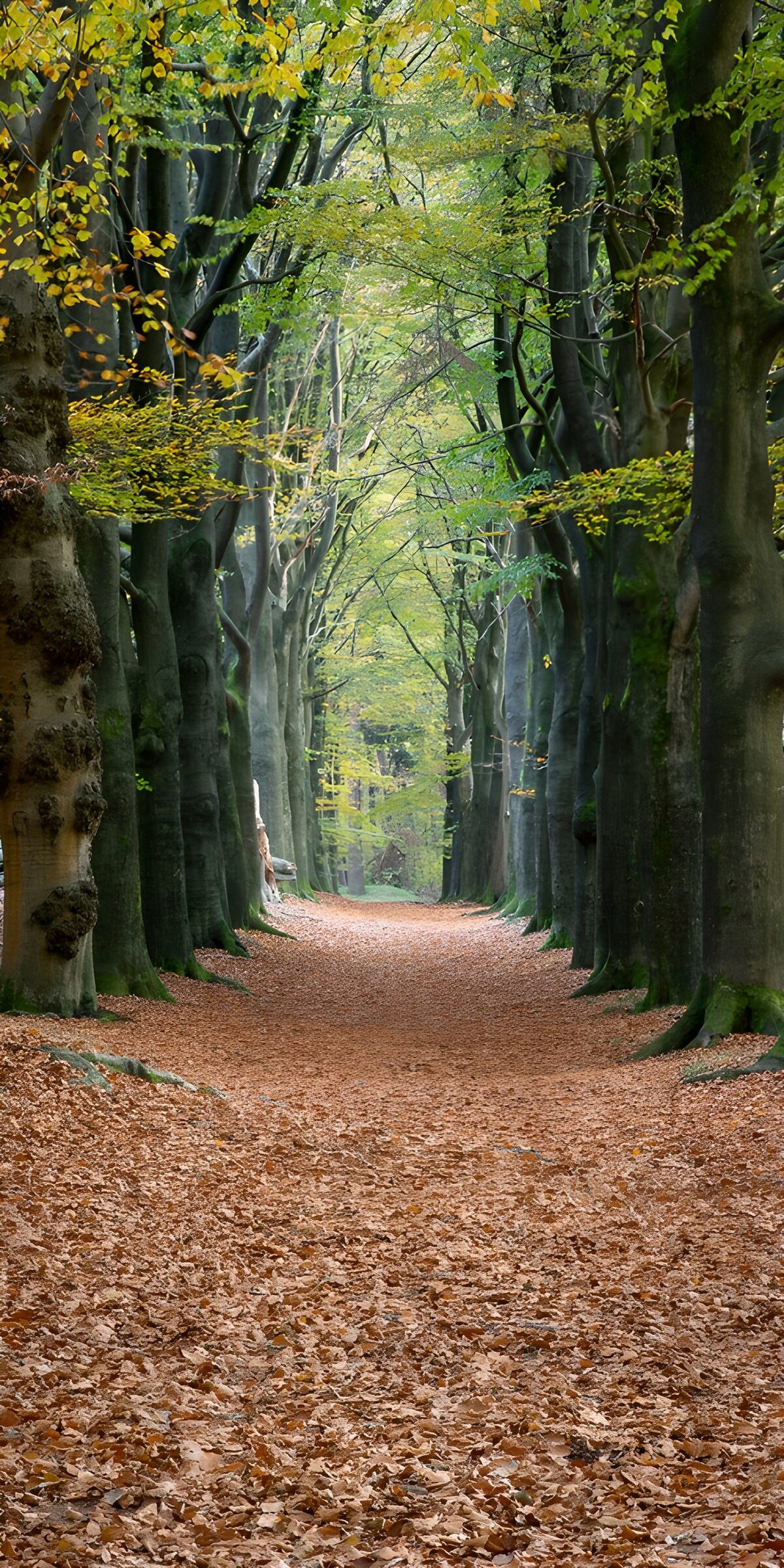 TPFR44535: Chemin paisible entre les arbres dorés