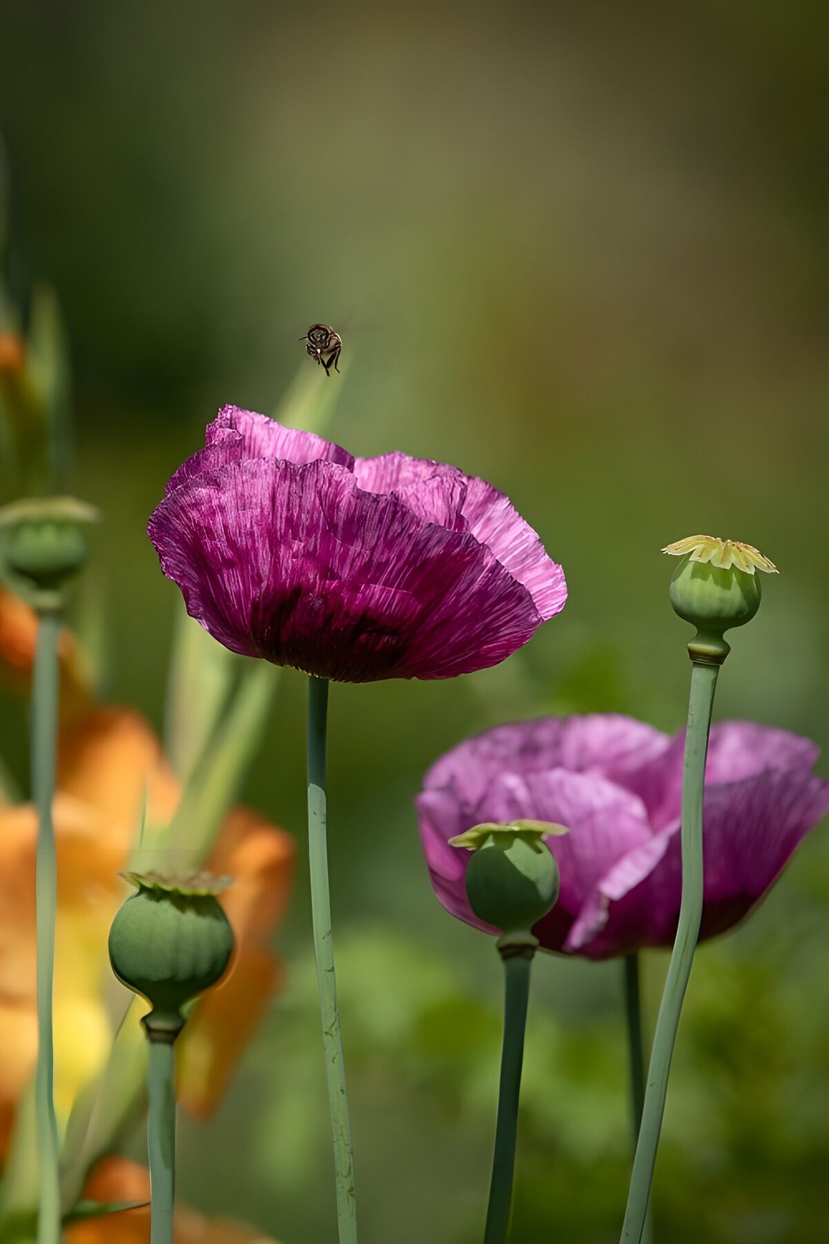TPFR11851: Fleurs de pavot et abeille en vol