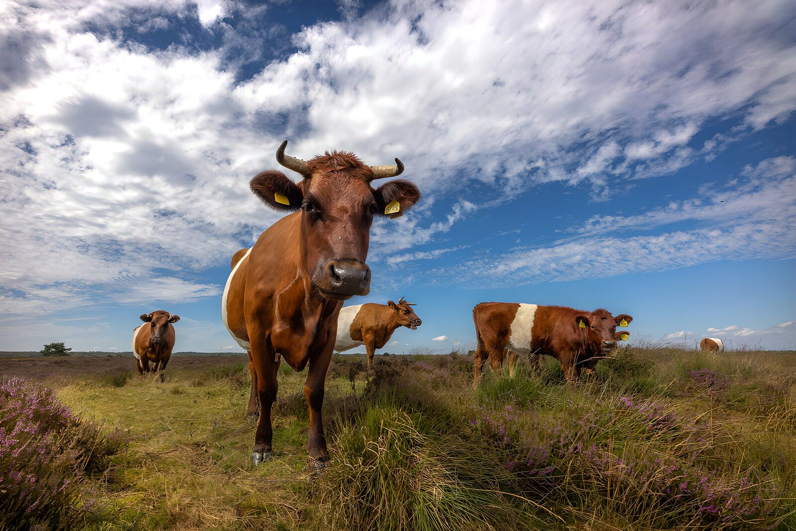 TPFR65330: Vaches paisibles dans un champ verdoyant