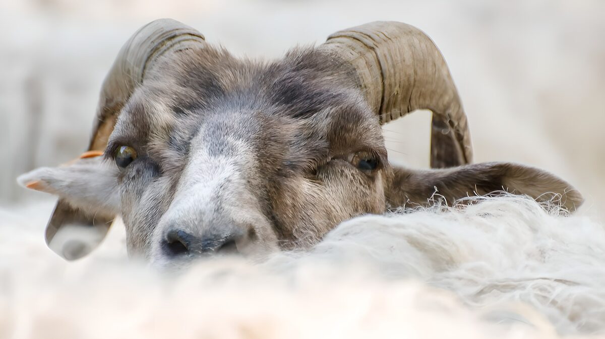 Un mouton curieux au milieu d'un troupeau
