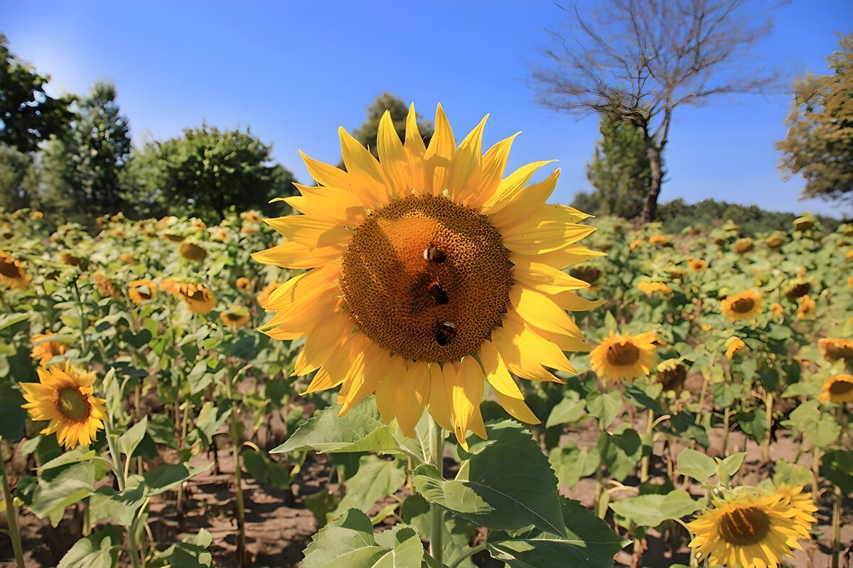 TPFR97695: Champs de tournesols en été