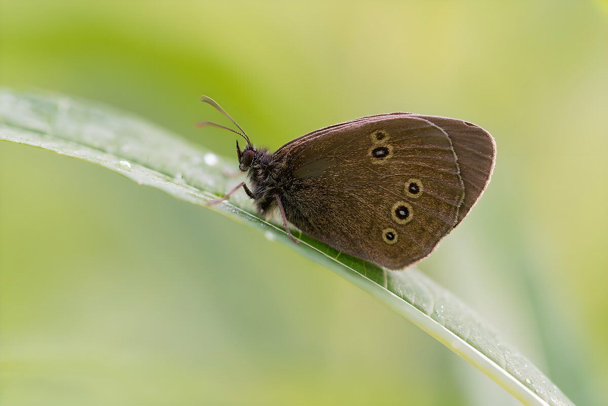TPFR36082: Papillon brun posé sur une feuille