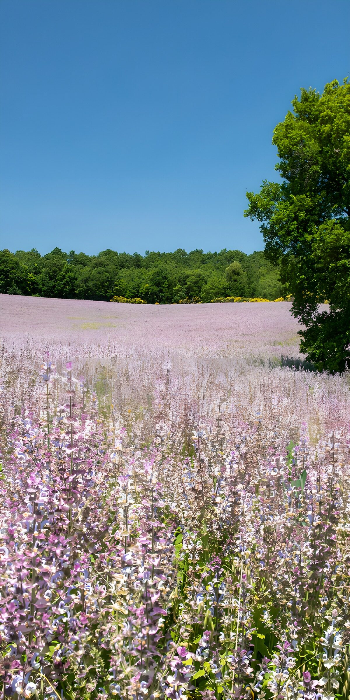 TPFR60678: Champ de fleurs violettes sous le ciel bleu
