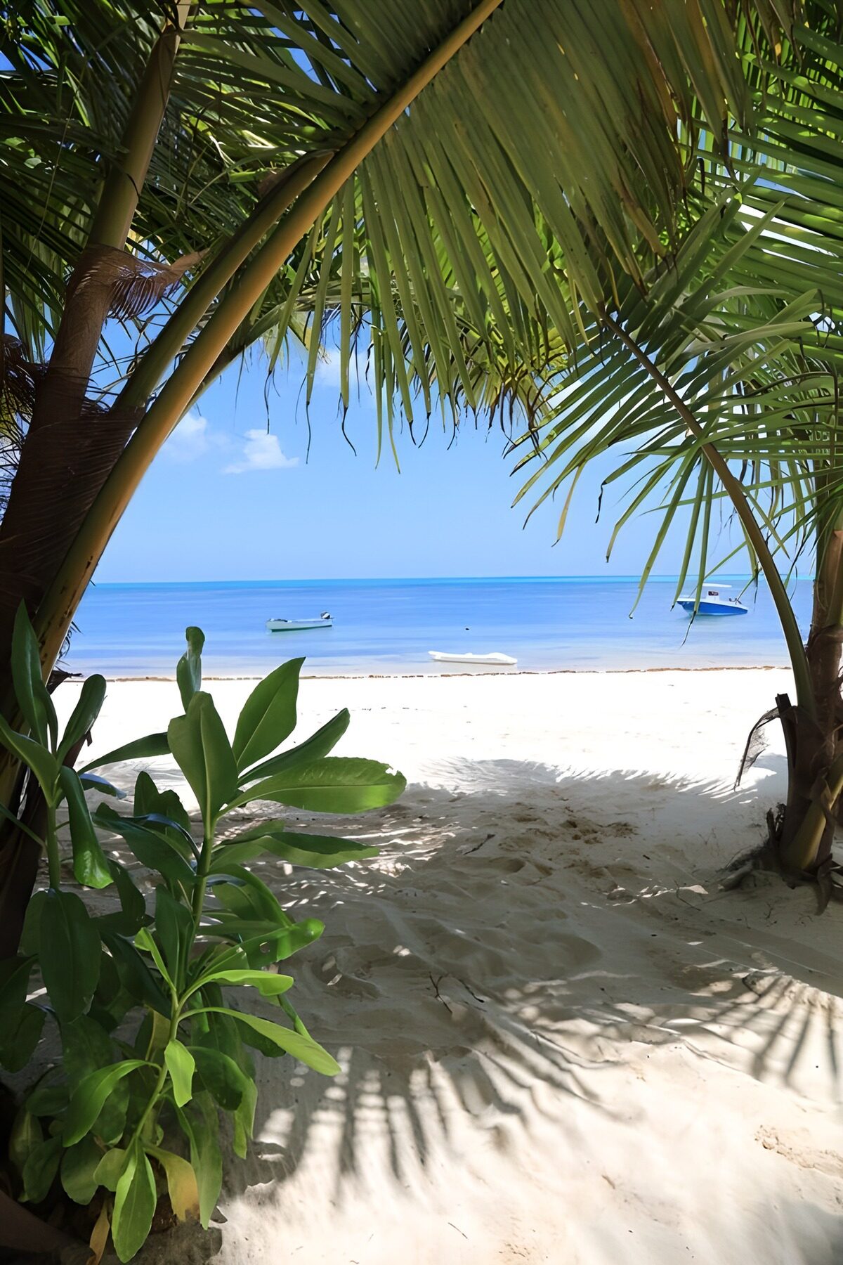 TPFR28000: Paradis tropical entre les palmiers