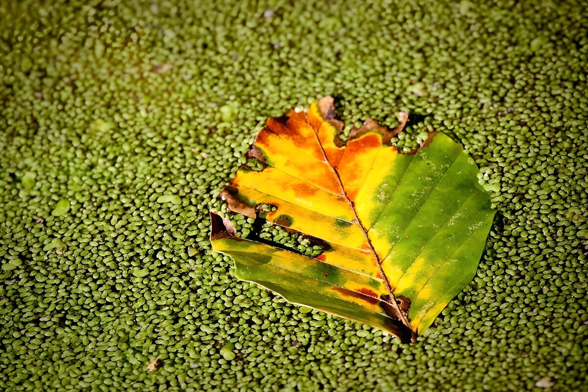 TPFR56592: Feuille colorée sur un tapis vert