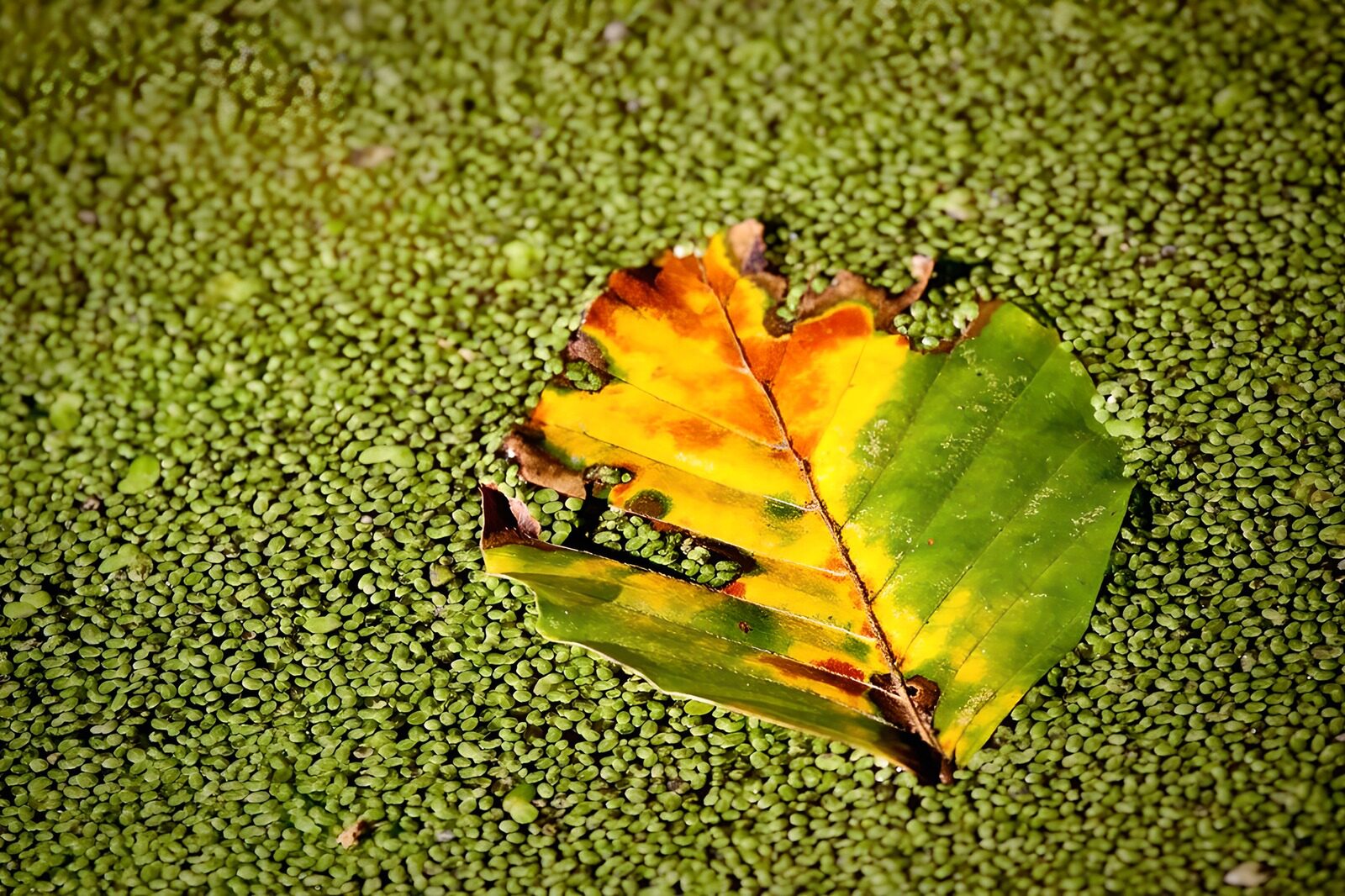 TPFR56592: Feuille colorée sur un tapis vert
