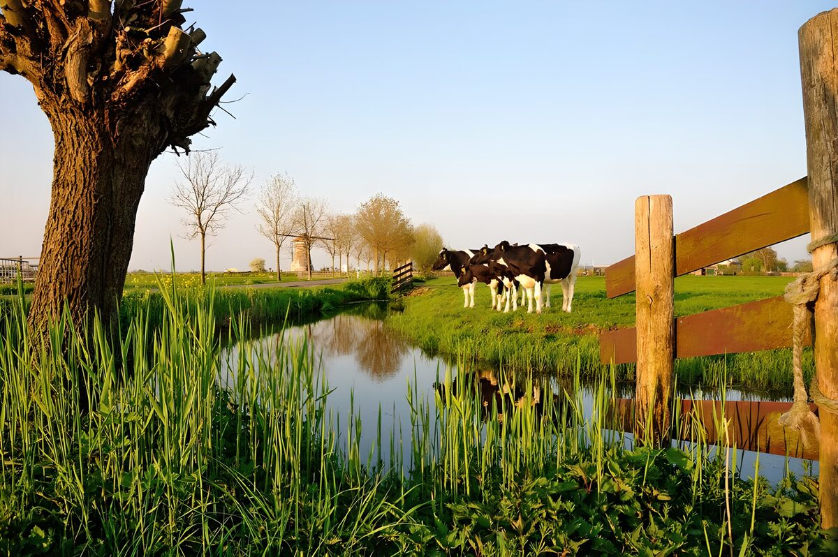 Vaches paisibles au bord de l'eau