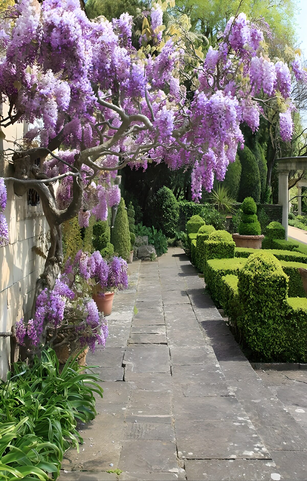 TPFR29191: Chemin fleuri sous les glycine