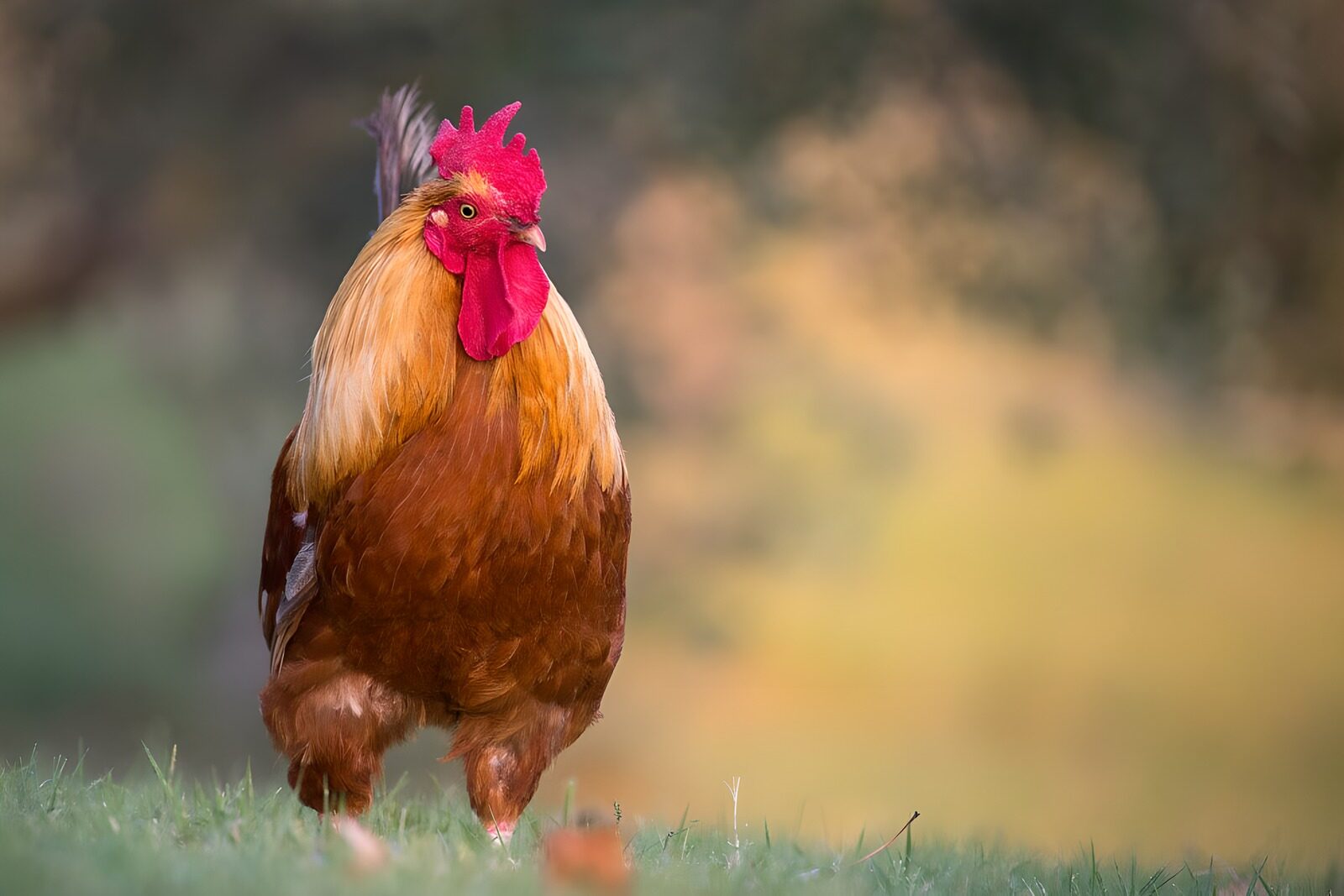 TPFR34328: Un coq majestueux sur le chemin rural