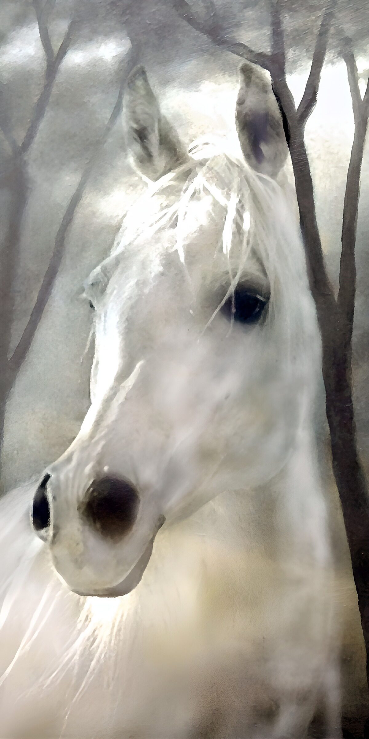TPFR55628: Cheval blanc mystique dans la brume