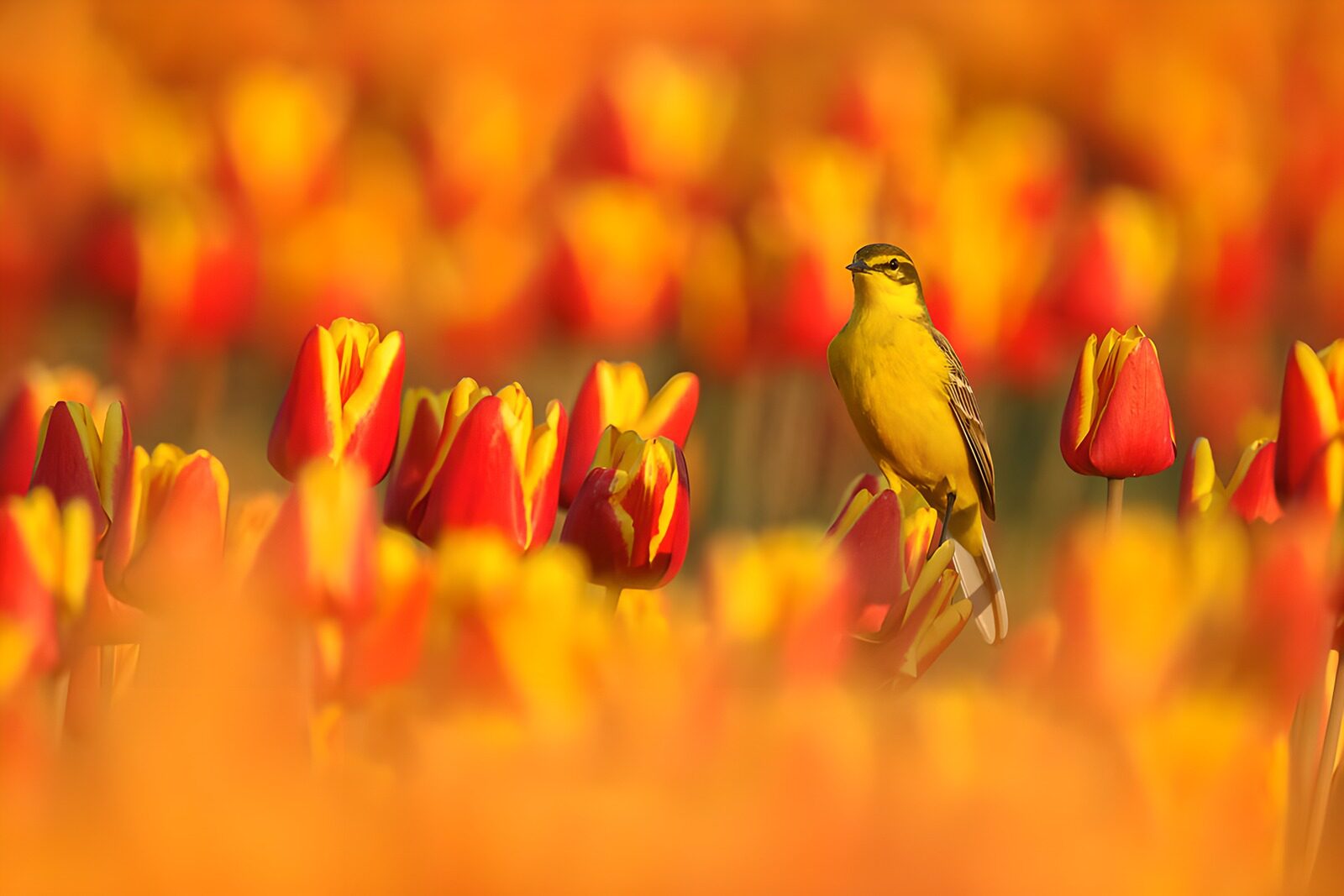 TPFR64993: Un oiseau au milieu des tulipes colorées