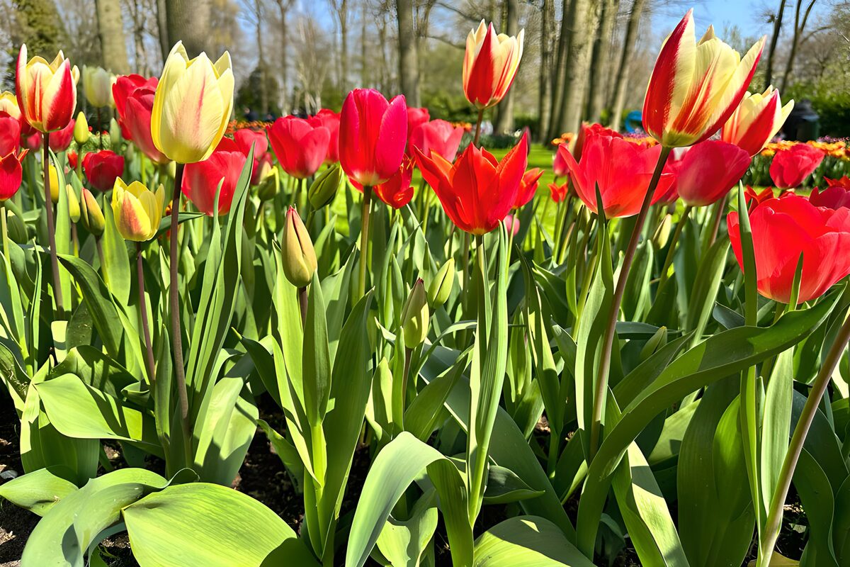 Champs de tulipes en fleurs vives