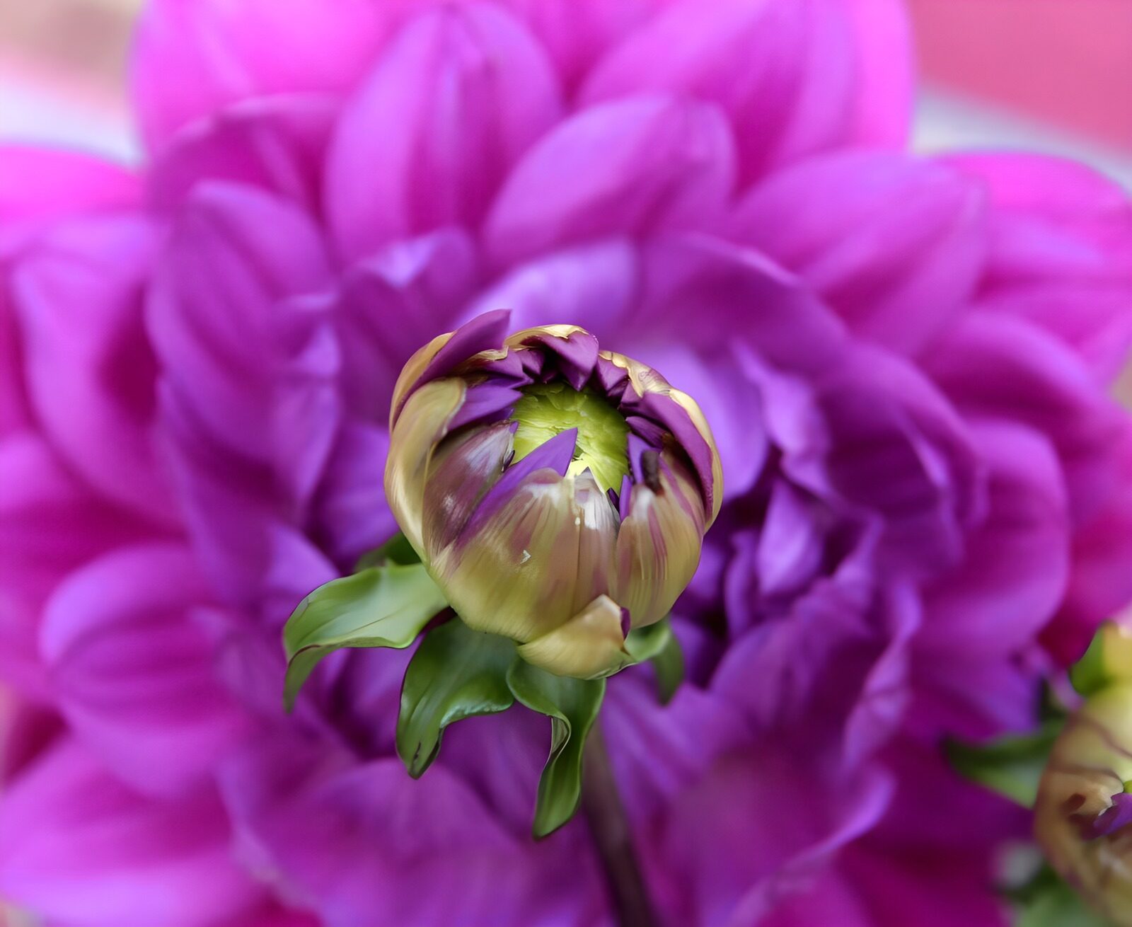 TPFR48084: Fleur en pleine floraison