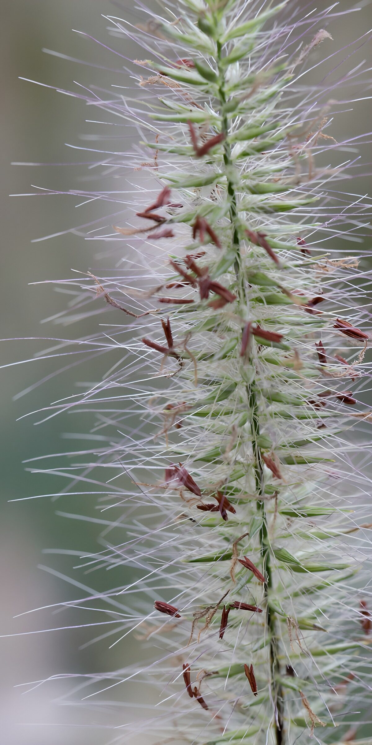 TPFR16636: Plante à fleurs délicates
