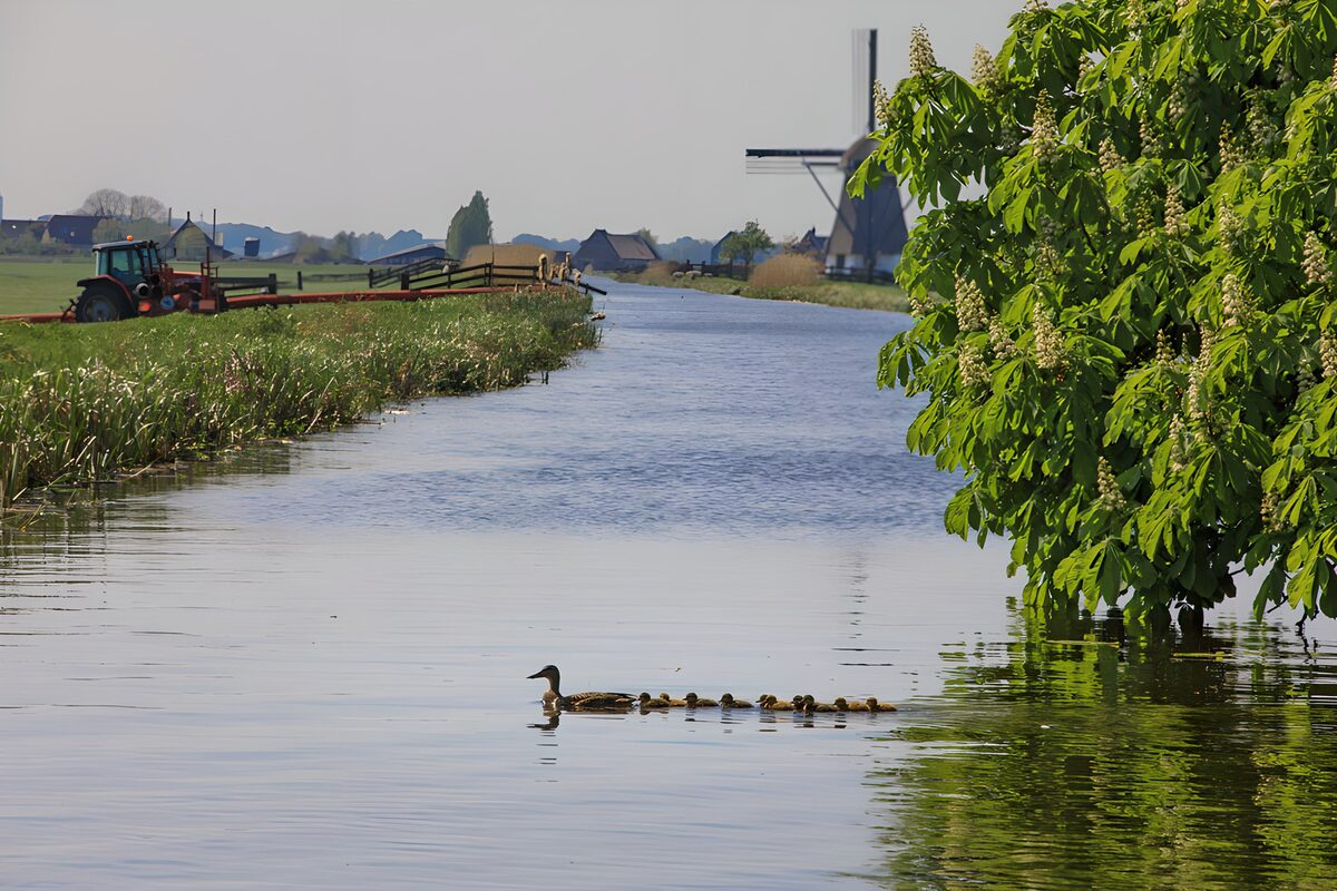 Canard et ses petits au bord de l'eau