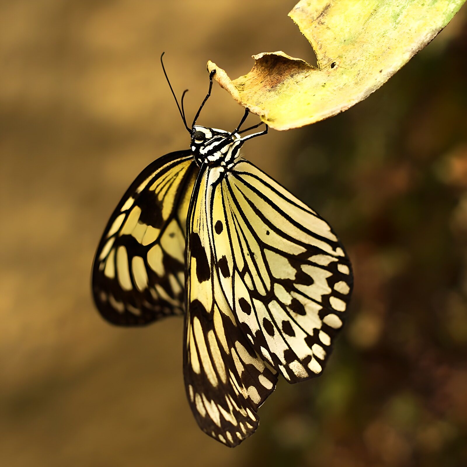 TPFR81343: Papillon aux ailes délicates