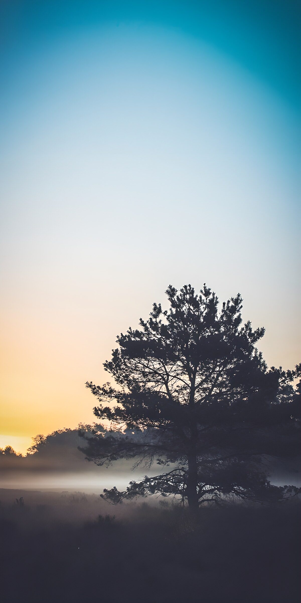 TPFR10780: Arbre solitaire au lever du soleil