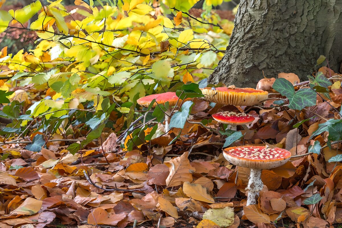 Champignons colorés sous un arbre